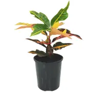 125mm Croton Little Devil - Codiaeum variegatum