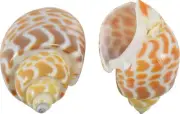 Babylonia Spirata Craft Seashells Bulk Bag 1.5-2" 1 Kilo (appx. 230 pc)