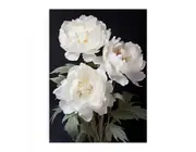 White Coral Peony Flower Art Canvas Print