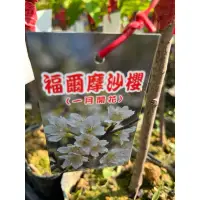 在飛比找蝦皮購物優惠-櫻花  福爾摩沙櫻/4吋～多年生落葉開花小喬木⋯