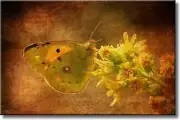 Vintage Butterfly Picture on Stretched Canvas, Wall Art Décor, Ready to Hang