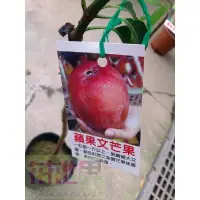 在飛比找蝦皮購物優惠-水果苗  蘋果文芒果  4吋盆高50-60cm 香甜多汁【花