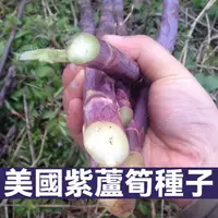 在飛比找蝦皮購物優惠-美國紫蘆筍種子 蘆筍 蘆筍種子 進口綠蘆筍種子 四季播蔬菜之