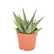 60mm Mini Mates Range Premium Succulent