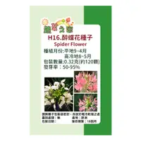 在飛比找PChome24h購物優惠-【蔬菜工坊】H16.醉蝶花(混合色，高100cm以上)種子