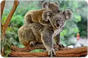 Door Mat, Outdoor Indoor Doormat, Durable Floor Mat Non Slip Rug, Front Doormat for Entryway, Patio, Two Koalas Tropical Animals