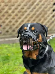 STRONG Wire Metal muzzle Basket Dog Muzzle Rottweiler,Mastiff Golden Retriever & other (R1, Black/Black Leather)
