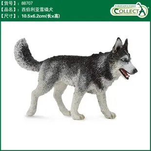 CollectA 英國高擬真模型 西伯利亞雪橇犬 哈士奇 邊境牧羊犬 牛頭梗 鬥牛㹴 賤狗 野生動物 動物模型 非洲靈貓