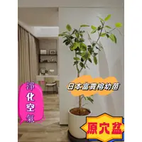 在飛比找蝦皮購物優惠-🌱日本富貴榕穴盆苗高山榕FIcus孟加拉榕觀葉綠植室內桌面盆