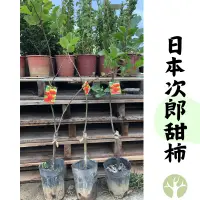 在飛比找蝦皮購物優惠-［農夫世家］經濟種植品種 日本🇯🇵 次郎甜柿 嫁接苗 豐產 