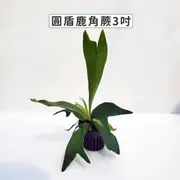 【Gardeners】圓盾鹿角蕨 3吋蕨類-1入(室內植物/綠化植物/蕨類植物)