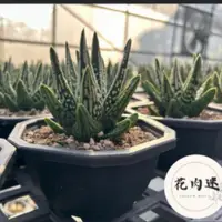 在飛比找蝦皮購物優惠-天使之淚|十二之卷｜多肉植物