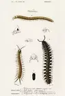 Glomeris Marginata - Julus Lucifugus - Millipede - 1849 - Illustration Magnet