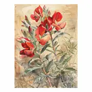 Sturts Desert Pea Canvas Print