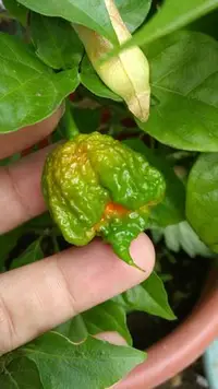 在飛比找Yahoo!奇摩拍賣優惠-卡羅萊納死神 Carolina Reaper 世界上最辣的辣