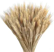 100pcs Dried Wheat Natural Dried Wheat Bouquets Decoration Natural Dried Wheat Natural Dried Flowers Decoration For Balcony Home Table Flower Arrangem