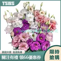 在飛比找蝦皮購物優惠-【TSGS】洋桔梗 重辦洋桔梗種子四季混色多年生陽臺庭院盆栽