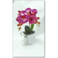 在飛比找蝦皮購物優惠-12吋蝴蝶蘭直筒圓盆-紫色  蘭花盆景  桌上型小盆花  人