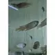 [小農水族工作室]彩兔 蓋斑鬥魚專用飼料