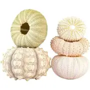 Sea Urchin Air Pineapple Shells Conch Aquarium Bonsai Mediterranean Seashells UK