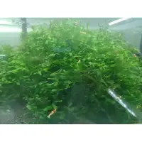 在飛比找蝦皮購物優惠-”水族用品水草，怪蕨莫絲”