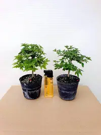 在飛比找Yahoo!奇摩拍賣優惠-2吋黑軟盆 (小葉) 埔姜 黃荊 不驚茶 牡荊 埔姜仔