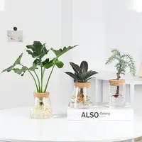 在飛比找樂天市場購物網優惠-耐水植物凈化空氣辦公室桌面室內小盆栽文竹綠蘿竹柏無土水培植物