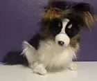 Hansa Realistic Papillon Spitz Dog Plush 14" Stuffed Tricolor No.3994 New Rare