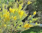 10+ Native Knife-Leaf Wattle Seeds for Home Gardening and Planting Seeds