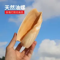 在飛比找樂天市場購物網優惠-天然貝殼海螺卷貝魚繁殖殼油螺魚缸造景裝飾多肉盆栽花盆創意家居