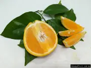 Buy Orange Valencia Seedless Fruit Trees (Citrus sinensis)