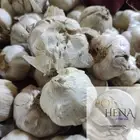 Garlic Peels 1 oz Dried Allium Sativum Peels Herb Natural Vitamins Organic Herb