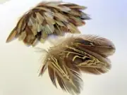 50pcs Ring Neck 5cm Pheasant Plumage Natural Feathers DIY Art Craft Fly Fishing