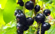 Black Currant Fruit Tree for Sale - Ribes nigrum