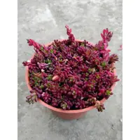 在飛比找蝦皮購物優惠-🌱小U的浪漫花園🌱多肉植物🌸 【紫米粒、紫珍珠】= 3吋盆，