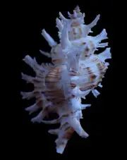 Sea shell - Chicoreus cnissodus 75mm - BEAUTIFUL SPINES!