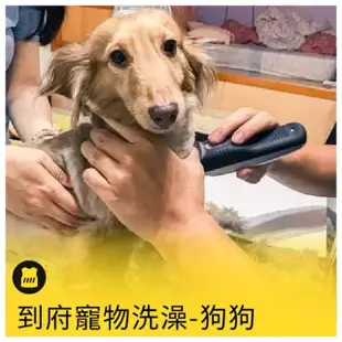 【呼叫黃背心】到府寵物洗澡-狗狗(拉不拉多/黃金獵犬 /隻)