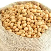 ORGANIC BULK 10KG DRIED SOYA BEANS - SOY BEANS - FOR TOFU - SOY MILK