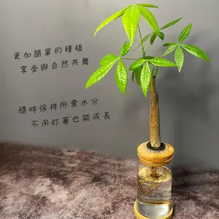 【理想小品】馬拉巴栗單支【現貨】發財樹 水耕盆栽 無土種植 觀葉植物 室內植物 完全水養 圓柱玻璃飾品 花盆 盆栽