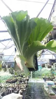 Staghorn Fern Platycerium Antis 1000 spores FREE PHYTO Certificate