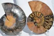 Large Black Ammonite PAIR Deep Crystals 110myo Dino age FOSSIL 176mm 7.0" 9556bb