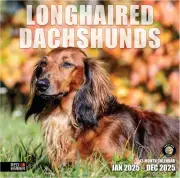 Longhaired Dachshunds 2025 Wall Calendar 12 Month | 12" X 24" Open | Thick & Stu