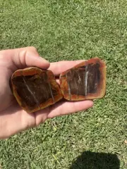 PETRIFIED WOOD – CHINCHILLA QLD Age: Jurassic