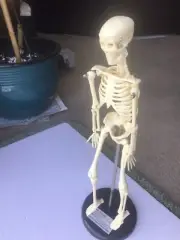 Human Skeleton Model for Anatomy Mini Human Skeleton Model with Metal Stand