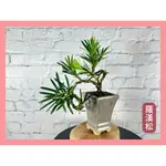 【中村桑植栽】雀舌羅漢松 送禮 祝賀 升官 開店 收藏品 觀賞 風水 招財擋煞 純手工製作盆栽