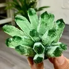 259G New Find green PhantomQuartz Crystal Cluster MineralSpecimen