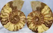 Large Ammonite Pair Great Crystal Cavity 110myo Fossil 204mm XXLG 8.2" 4346bb
