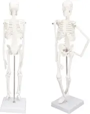 Mini Skeleton Model, 17.7“ Human Skeleton Model for Anatomy with Movable Arms...