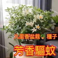 在飛比找蝦皮購物優惠-🔥【樹苗盆栽 九里香花種子】九里香盆栽 千里香種子 濃香型花