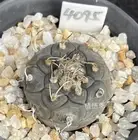 3.1~3.6CM Succulent Living Plant Turbinicarpus polaskii Random Seeding Growth